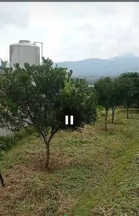 Dijual perkebunan jeruk view pegunungan Bumiaji, Batu, Malang