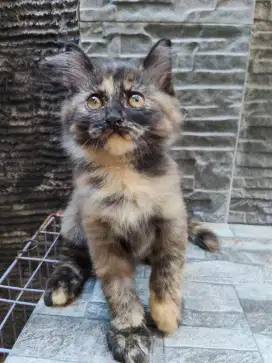 Kucing Persia flatnose peaknose bulu lebat kitten gimbul