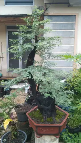 Tanaman hias bonsai taman Arabika Kelampis ireng