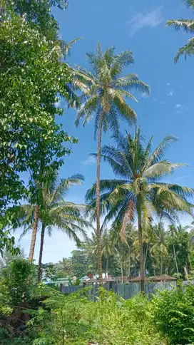 tanah 7100 meter dekat pantai tanjung setia krui peisisir barat