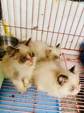 Kitten persia 3 bulan