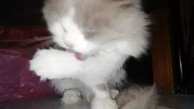 Open Adopt Kucing Persia Cowok Long Hair