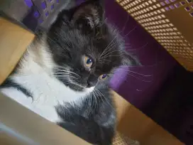 KUCING BSH BICOLOR