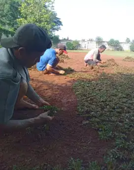 Jual rumput gajah mini murah