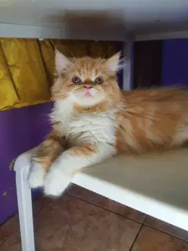 KUCING RAS BSH, PEAKNOSE DAN RAGDOLL