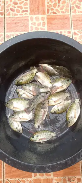 Ikan nila perkilo