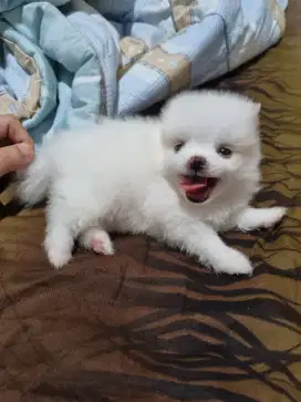 Puppy Pomeranian