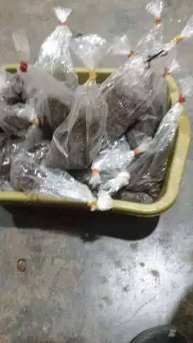 Cacing merah pakan burung