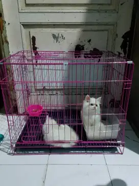 kucing Persia 1pasang cwe/cwo