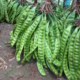 Dijual tanah kebun di Jasinga Parung Bogor