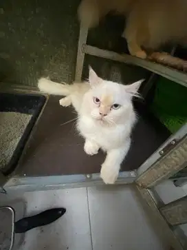 Kucing persia ada jantan dan betina