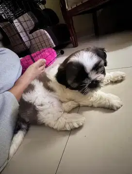 Anakan Shih Tzu