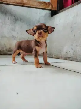 Chihuahua Jantan Red Tan stamboom