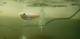 Arowana silver albino 13-15 cm