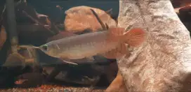 Arowana Super Red 12-13 cm