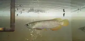 Arowana Golden Red 12 cm