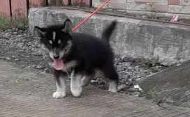 Siberian Husky Betina Non Stamboom