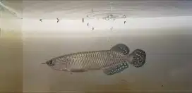 Arowana 12 - 13 cm