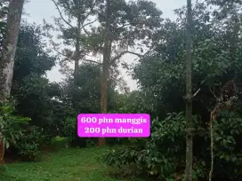 Jual tanah kebun manggis,durian Lewiliang Bogor barat