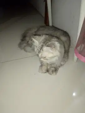 Kucing Persia silahkan over alih pemeliharaan