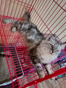 Kucing Persia betina