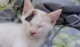 Calico jantan langkah 3 warna(kitten 1bln lebih jalan 2 bln)