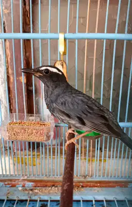 Burung Anis Siberia Jantan