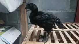 CEMANI umur 1 bulan