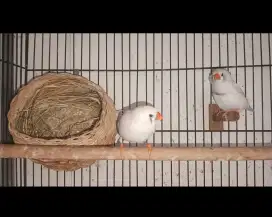 Zebra Finch indukan CFW BC x CFW