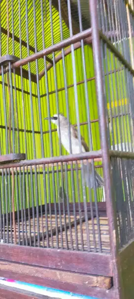 Burung trocok sama gentilang