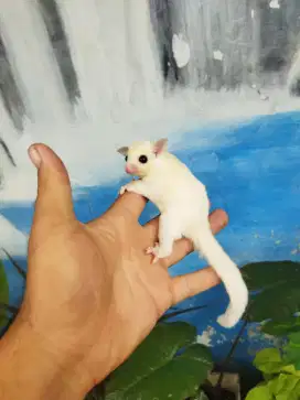 Sugar Glider White creamino Betina