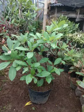 Pohon kamboja warna kuning dan tri color