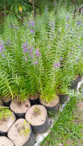 Pohon lavender, rembosa mini dll