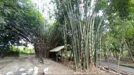 Jual Bambu Borongan