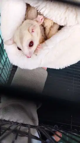 Sugar Glider Creamino dan White Face