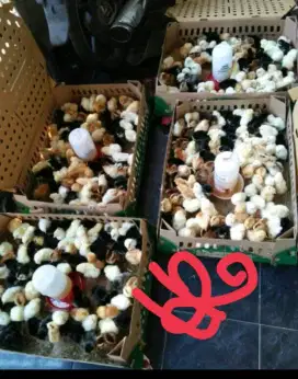 Doc joper jowo super merek sudah 3 x vaksin bibit unggul pabrik