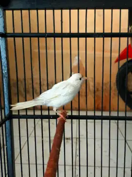 Burung kenari putih gacor door