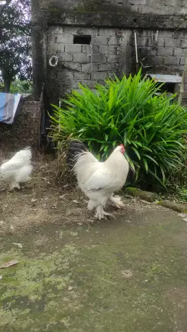 Ayam brahma jumbo