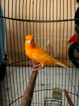 Burung kenari orange gacor door