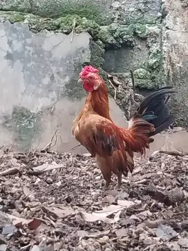 Ayam Hias Jantan