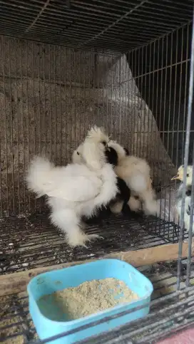 Anakan ayam American silkie