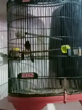 Burung murai batu body kecil