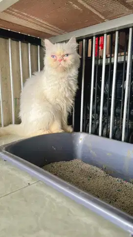 Persia flatnose