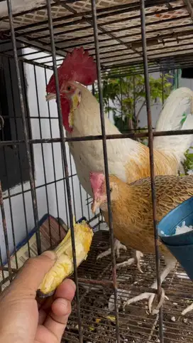 Ayam hutan bekisar putih rare