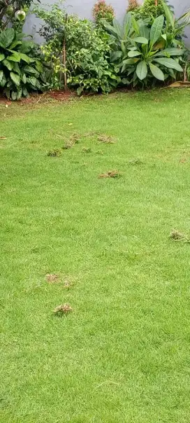 Tukang rumput gajah mini