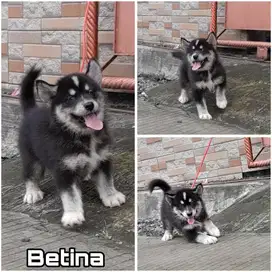 Siberian husky puppy betina