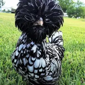 Silver laced keren