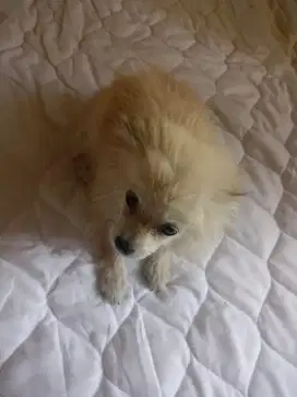 Anjing Shitzu, Mini Pom