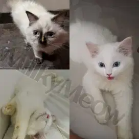 Kucing Kitten White Solid