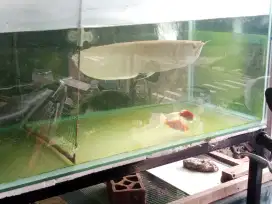Arwana silver albino